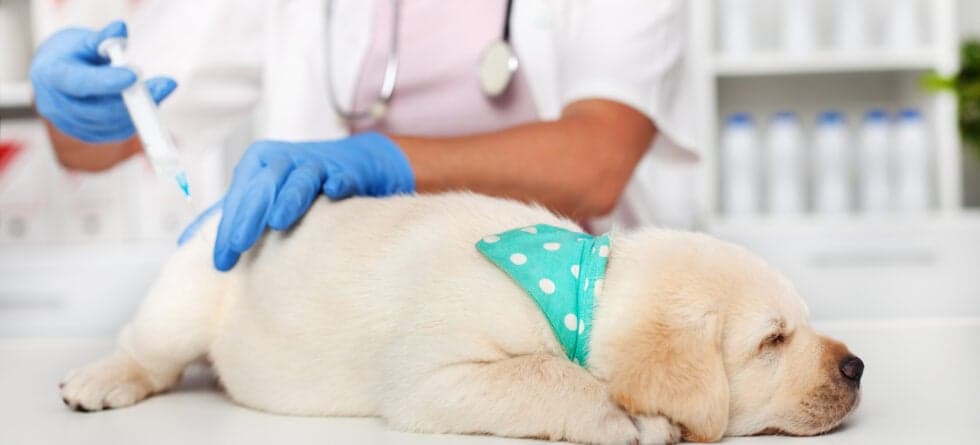 Which Vaccines Do Puppies Need?