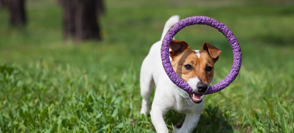 Which Weeks Are The Most Challenging With A New Puppy?
