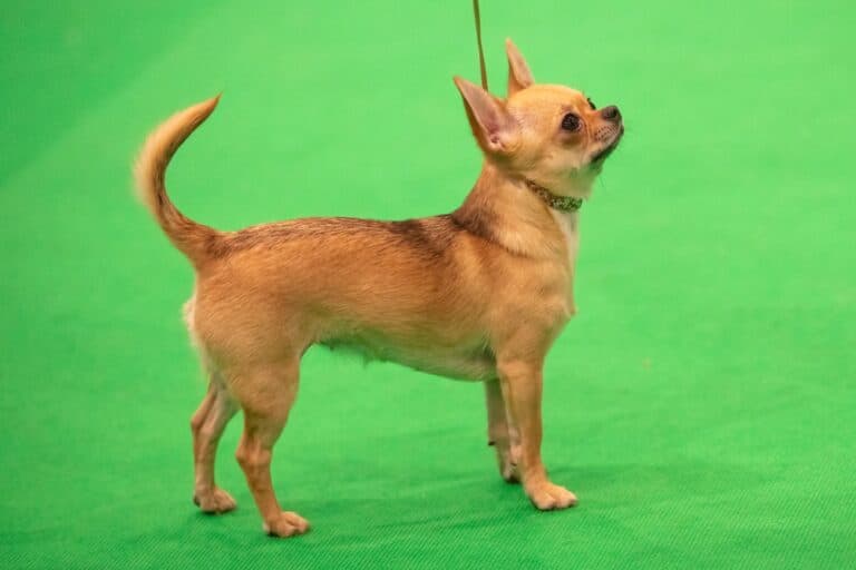 Why Are Chihuahuas So Special?