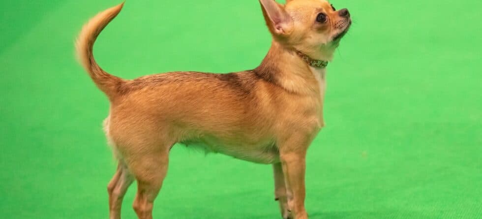 Why Are Chihuahuas So Special?