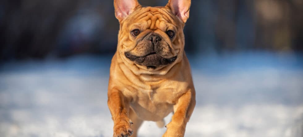 Why Are French Bulldogs So Misbehaved?