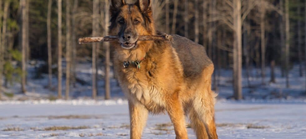 Why Are German Shepherd Ears Up?