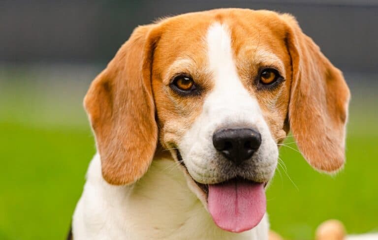 Why Did My Beagle Bite Me?