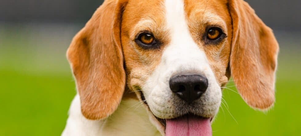Why Did My Beagle Bite Me?