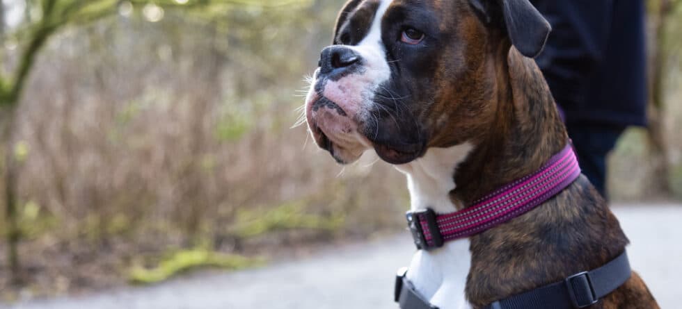 Why Do Boxers Always Sit On You?