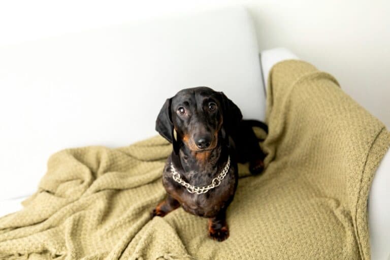 Why Do Dachshunds Shake When They Sleep?