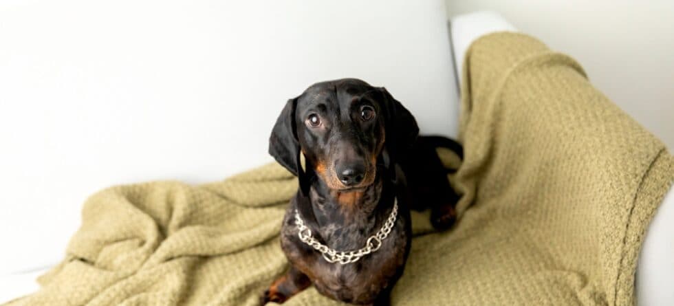 Why Do Dachshunds Shake When They Sleep?