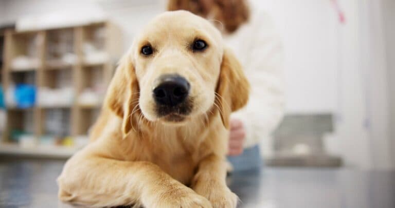 Why Do Golden Retrievers Like Paper Towels?
