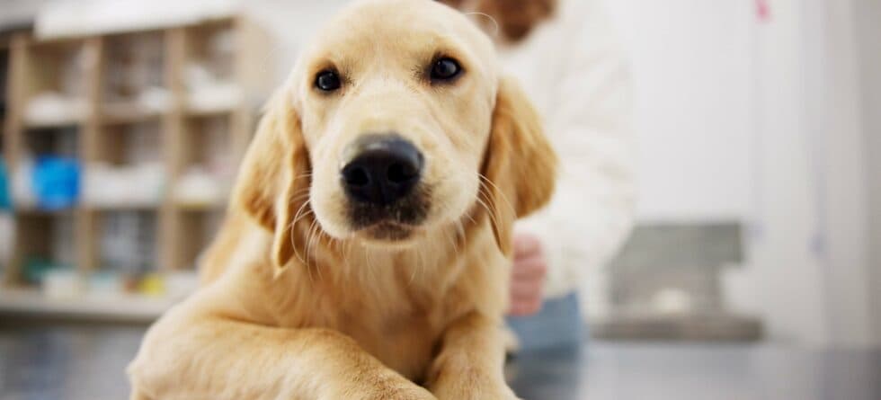 Why Do Golden Retrievers Like Paper Towels?