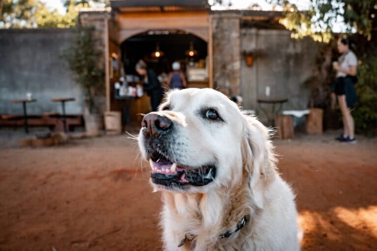 Why Do Golden Retrievers Walk Between Your Legs?
