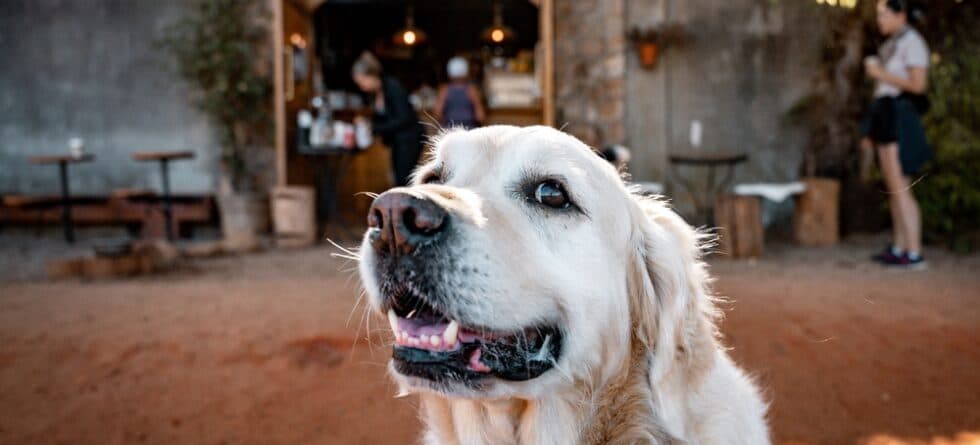 Why Do Golden Retrievers Walk Between Your Legs?