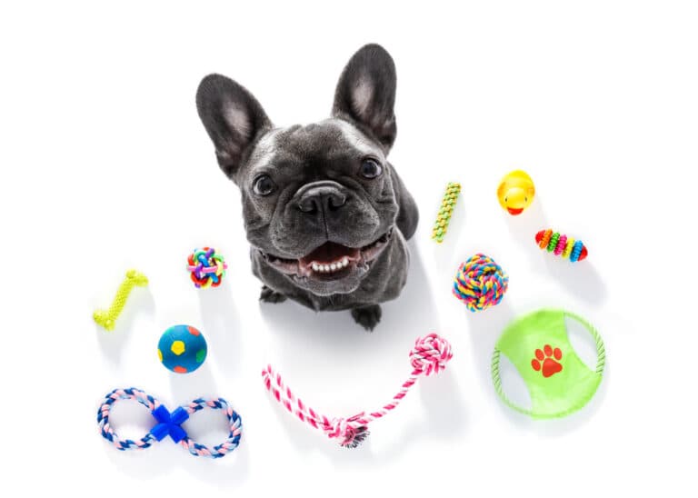 Why Don’t Dogs Like Frenchies?