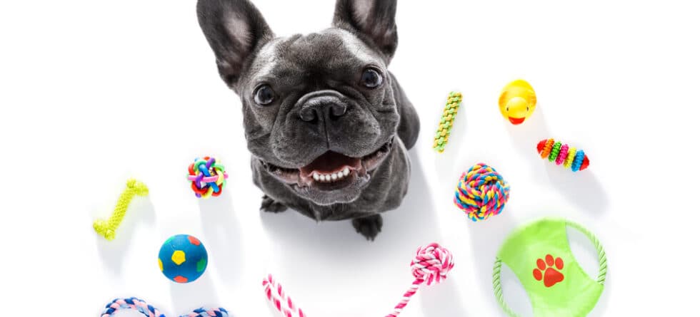 Why Don’t Dogs Like Frenchies?