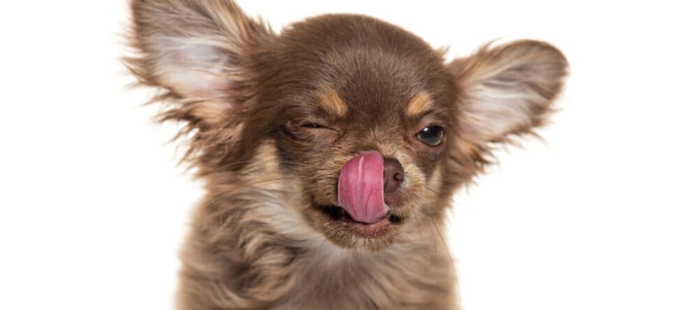 Why Is It Called Chihuahua?
