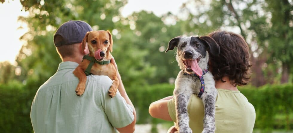 At What Age Do Puppies Start Bonding With Their Owners?
