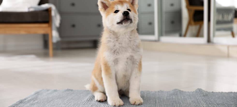 Can An 8 Week Old Puppy Hold It All Night?