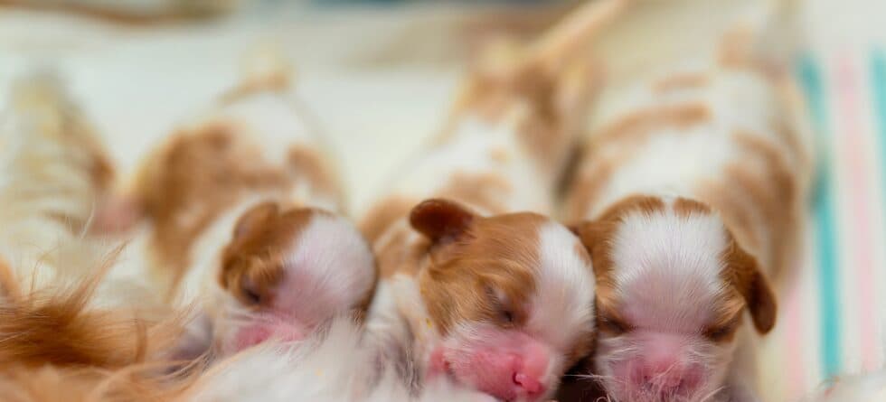 Do Puppies Need Milk After 8 Weeks?
