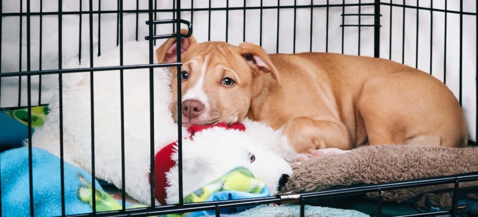 How Long Can An 8 Week Old Puppy Stay In A Crate At Night?