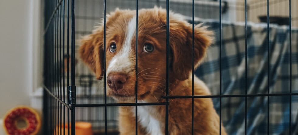 How Long Should I Let My 8 Week Old Puppy Cry In Crate?