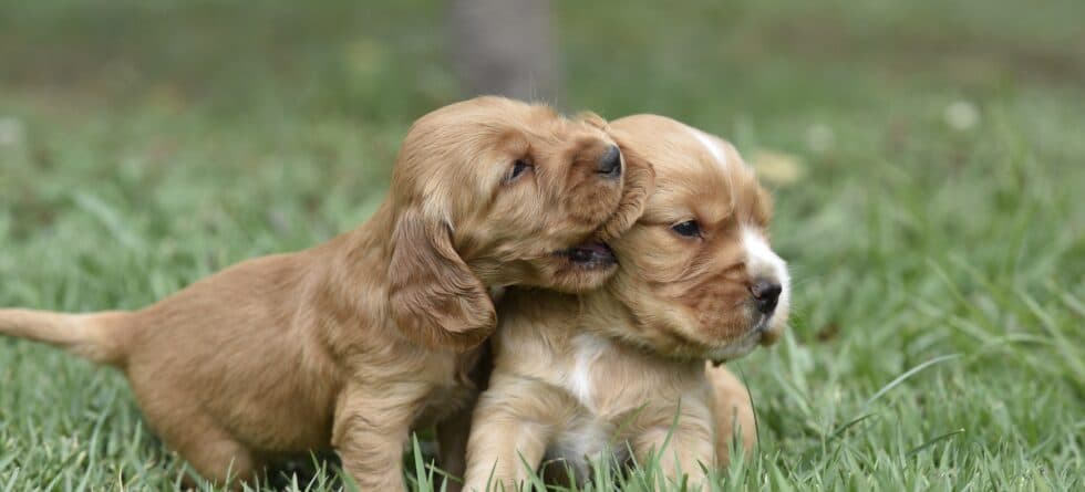 Is It Better To Raise One Puppy Or Have Two?