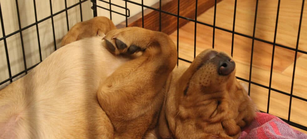 Should I Put My 8 Week Old Puppy In A Crate At Night?