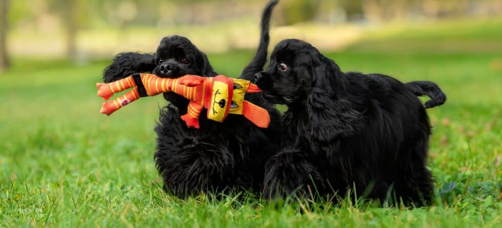 What Is A Good Schedule For A 8 Week Old Puppy?