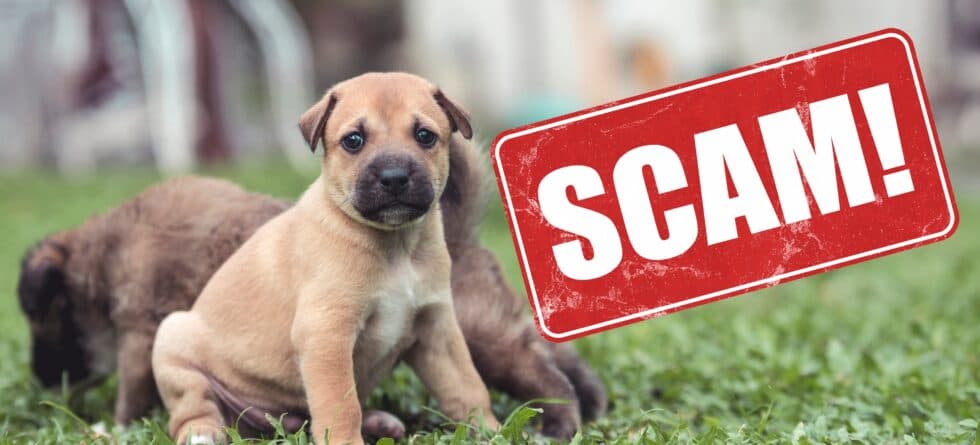 What Steps Can You Take To Avoid Puppy Scams?