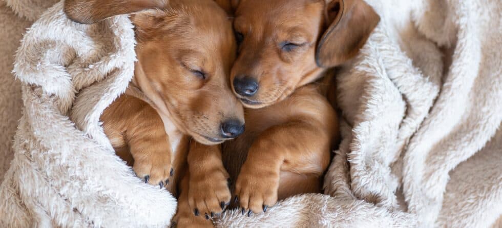 What Time Should You Put A Puppy To Bed?