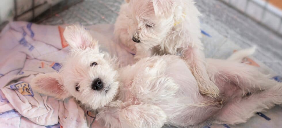 Where Should A Puppy Be Kept During The Day?
