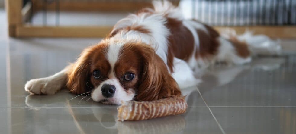 At What Age Should You Choose A Puppy?