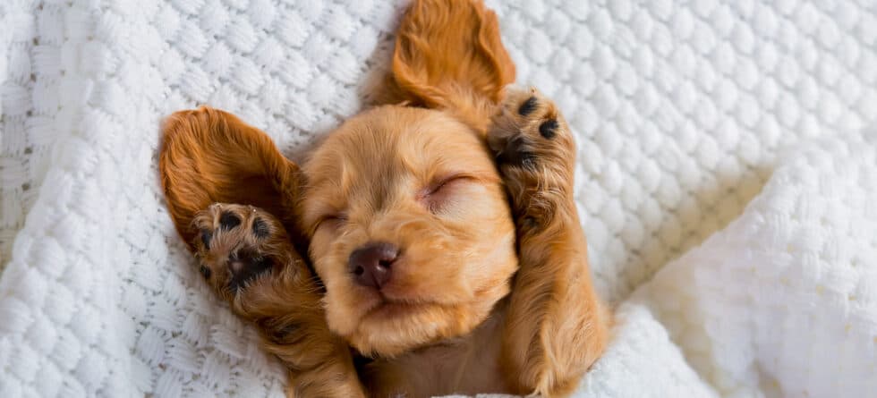 How Long Should An 8 Week Old Puppy Sleep Through The Night?