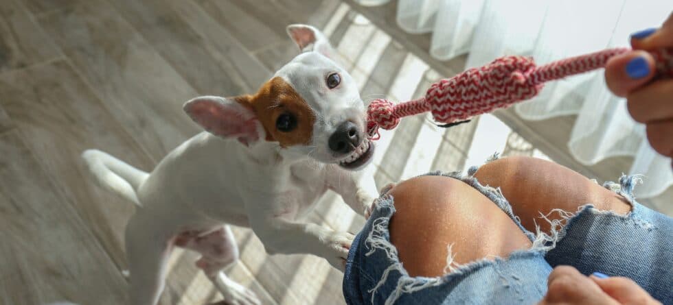 Should You Select The Most Dominant Puppy?