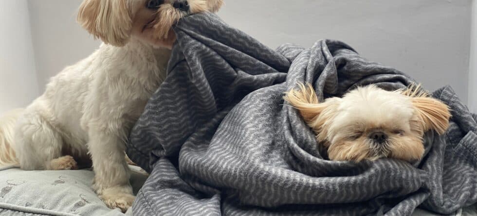 What Should You Avoid When Picking A Puppy?