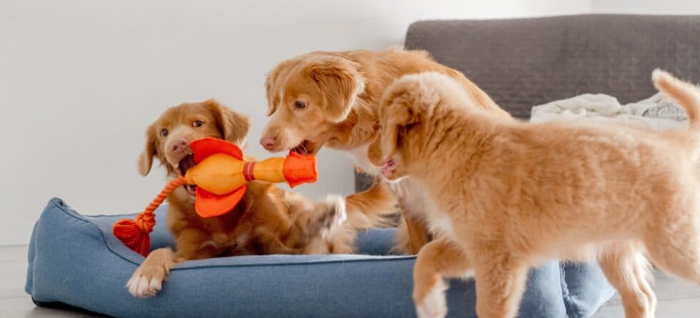 What Traits Are Good To Observe When Selecting A Puppy?