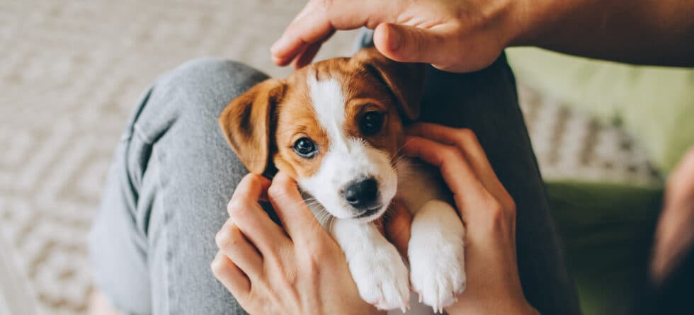 What’s The Best Approach For Picking A Puppy From A Litter?
