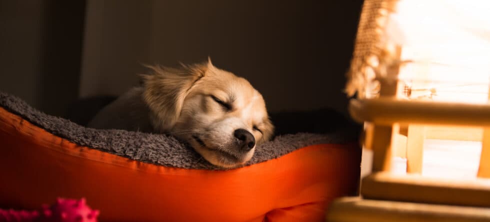 Where Should I Put My 8 Week Old Puppy At Night?