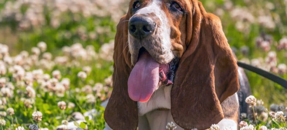 Which Puppy Breeds Are Typically The Calmest?