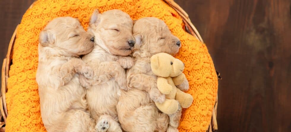 Why Do Breeders Sometimes Keep Puppies Until 12 Weeks?