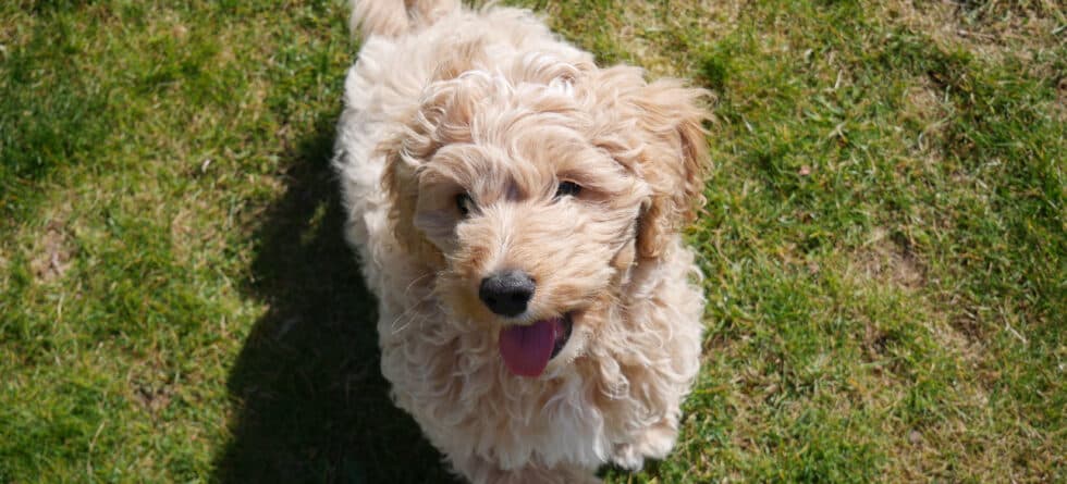 Is 13 Weeks Too Late To Adopt A Puppy?
