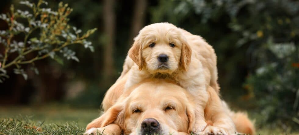 Is It Safe For A Puppy To Leave Its Mother At 6 Weeks?
