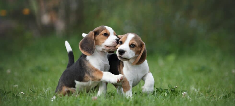 Is Selecting The Runt Of The Litter A Good Idea?