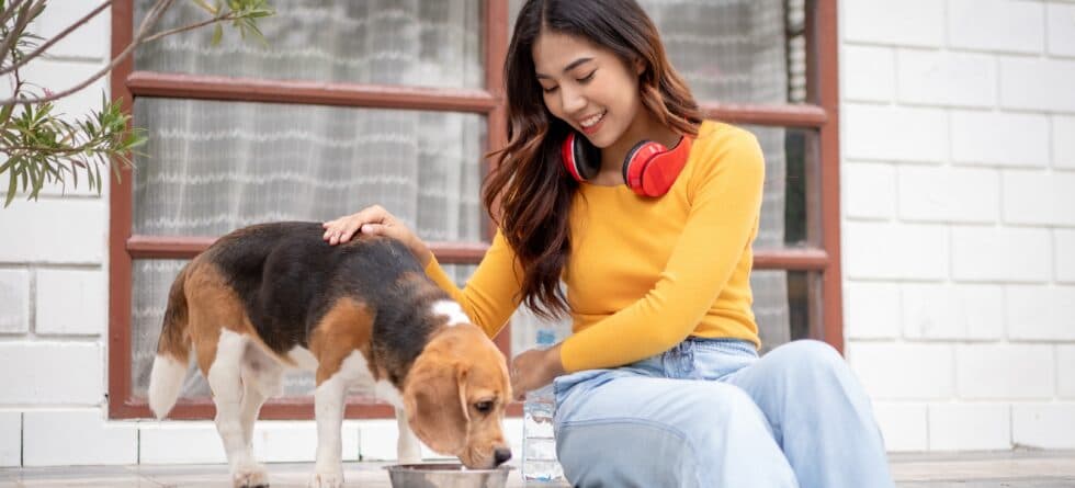 Should Puppies Older Than 12 Weeks Be Avoided?