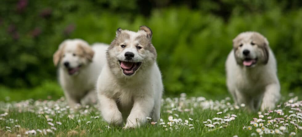 Should You Choose The Largest Puppy In The Litter?