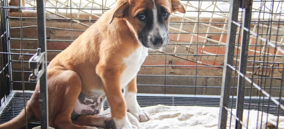What Are Ways To Identify A Puppy Scammer?