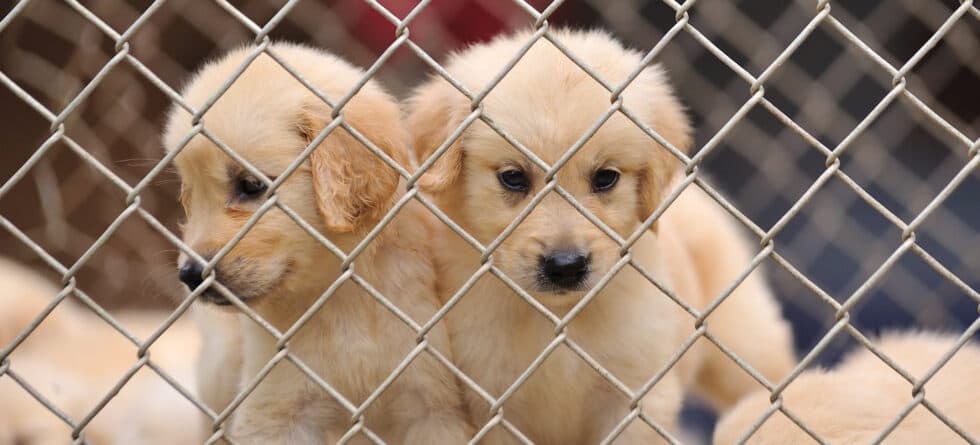 What Happens To Puppies That Breeders Don’t Sell?