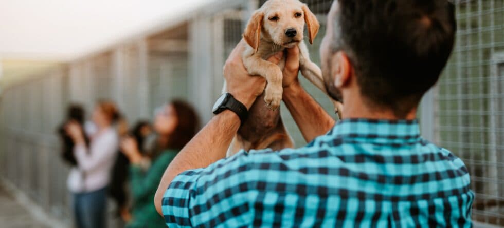 What Precautions Should You Take When Buying A Puppy?