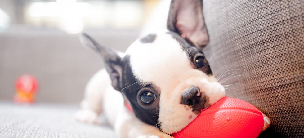 Why Is It Illegal To Sell Puppies Under 8 Weeks?