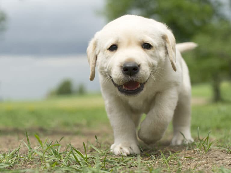 How Can You Gauge A Puppy’s Temperament?