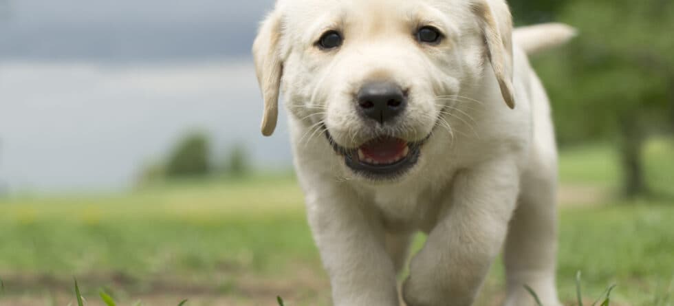 How Can You Gauge A Puppy’s Temperament?