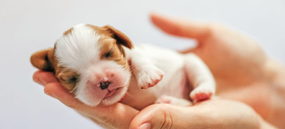 How Do You Know You’ve Picked The Right Puppy?